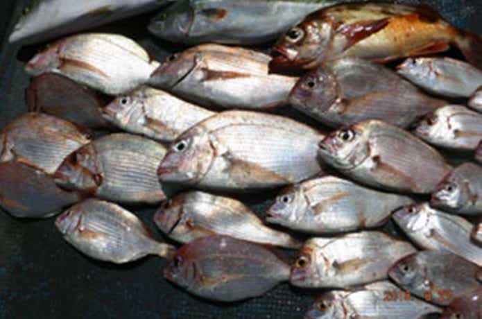 第一大漁丸でのマダイの釣果