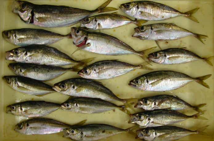 アジの釣果