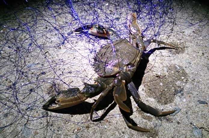 ワタリガニ　釣果
