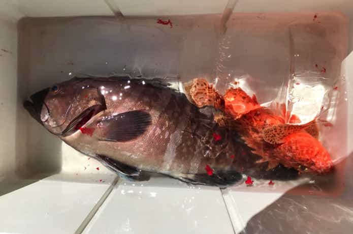 あすかでのジギングの釣果