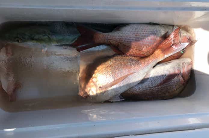 あすかで釣れたマダイ、青物