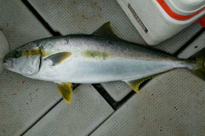 飛島マグロ・ヒラマサキャスティングに挑む！あすか【山形県