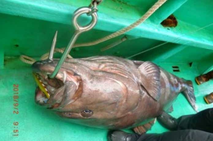 光勝丸での釣果