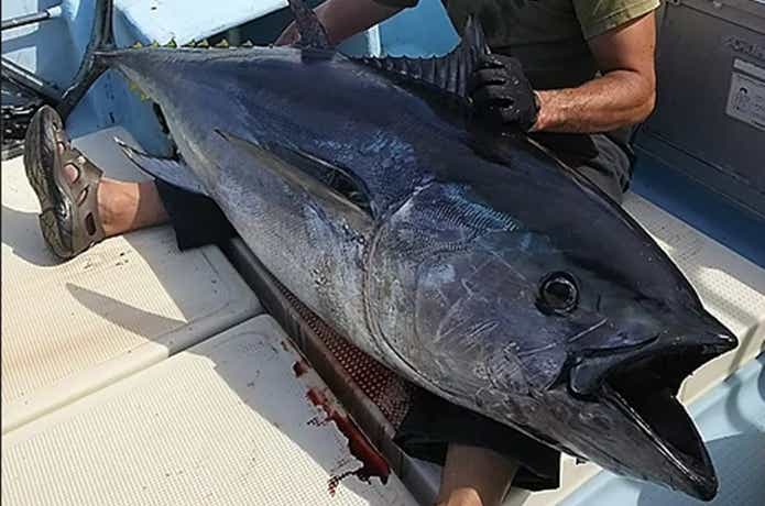 遊海班でのマグロの釣果