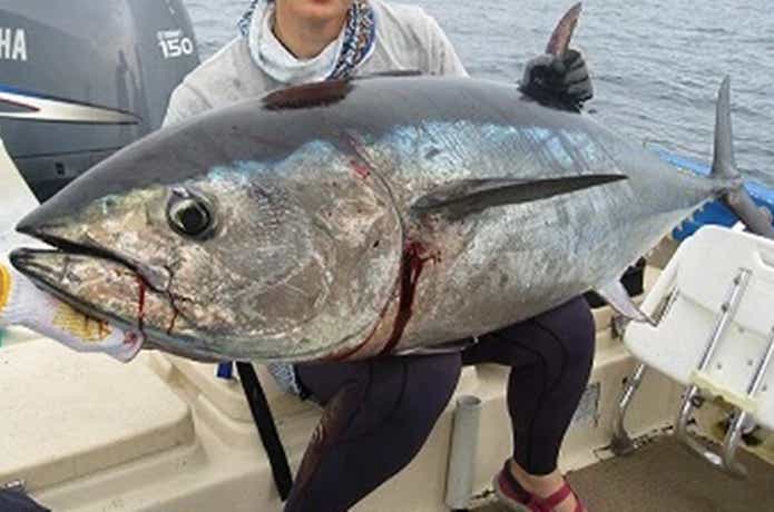 遊海班でのマグロの釣果