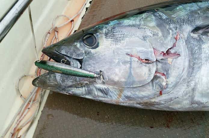 遊海班でのマグロの釣果