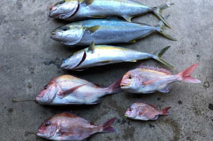 長栄丸での釣果