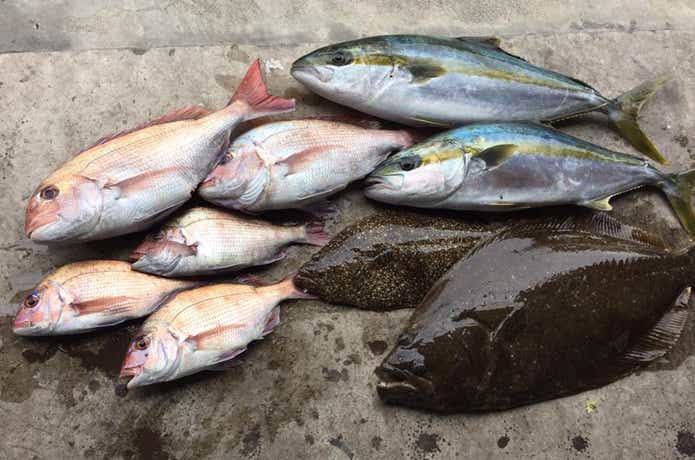 長栄丸のマイクロジギングでの釣果