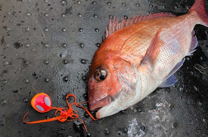 長栄丸でのタイラバの釣果