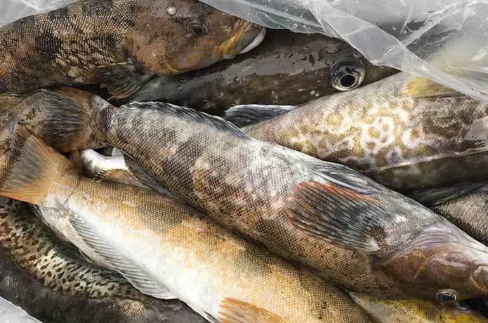 大隆丸での釣果