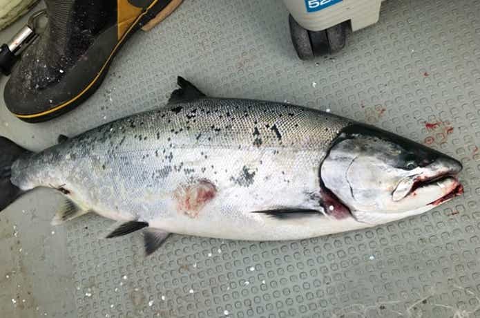 大隆丸で釣れたサクラマス