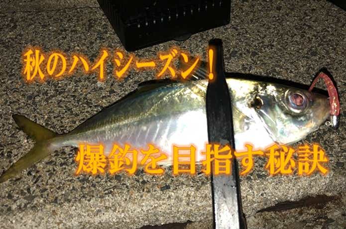 秋の釣りシーズン！アジング・エギング好調です！