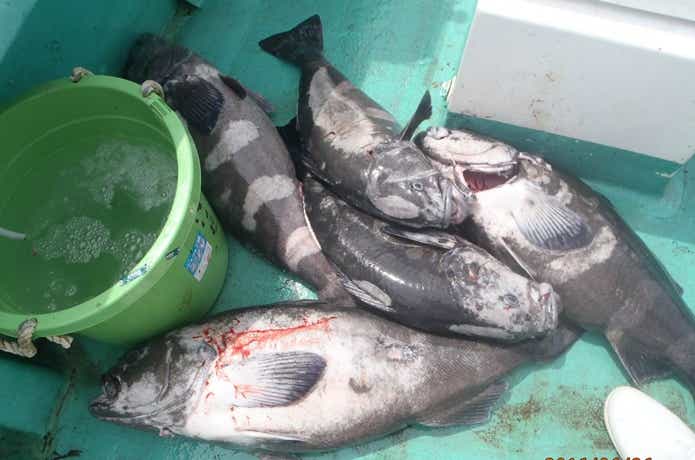光勝丸でのアブラボウスの釣果