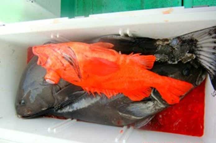 光勝丸での釣果