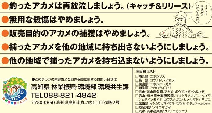 アカメ　マナー