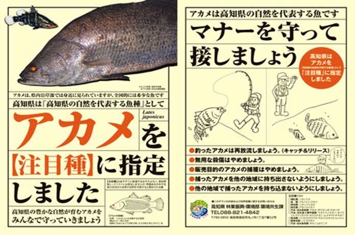 高知のアカメ　注目種へ
