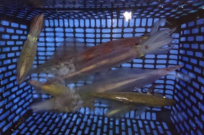秀丸でのイカの釣果