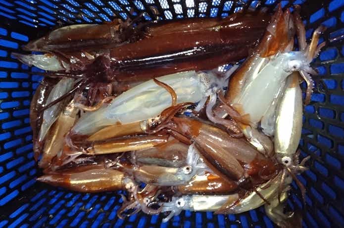 秀丸でのイカの釣果