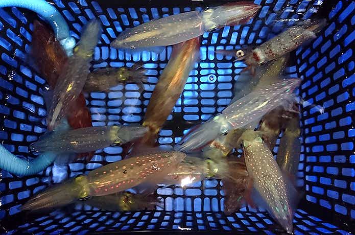 秀丸でのイカの釣果