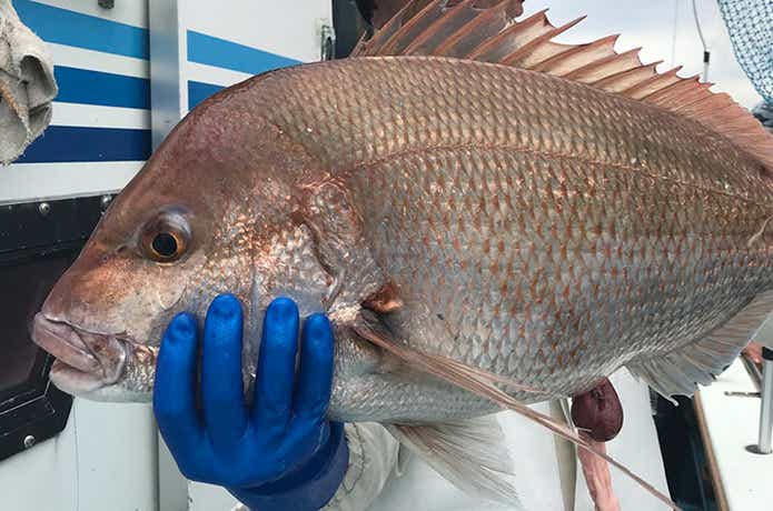 弘美丸でのタイの釣果