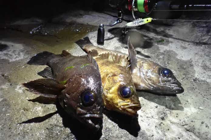メバルプラッキングの釣果