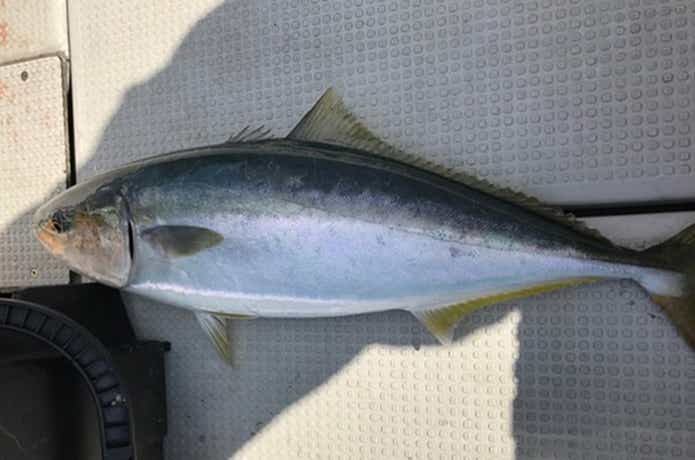 シルバースノーでの青物の釣果