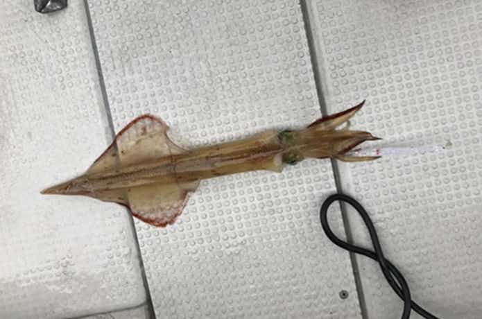 イカメタルの釣果