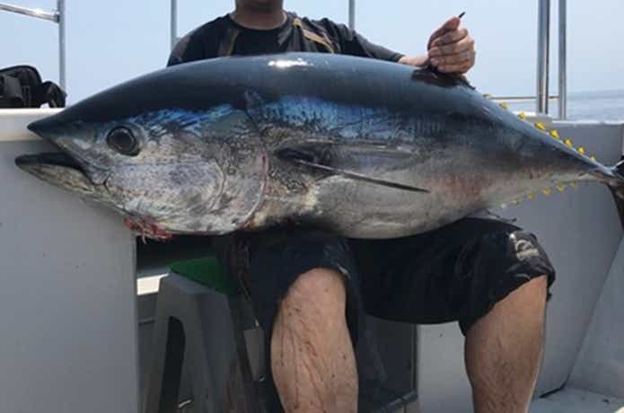 マグロの釣果