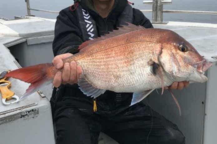 マダイの釣果
