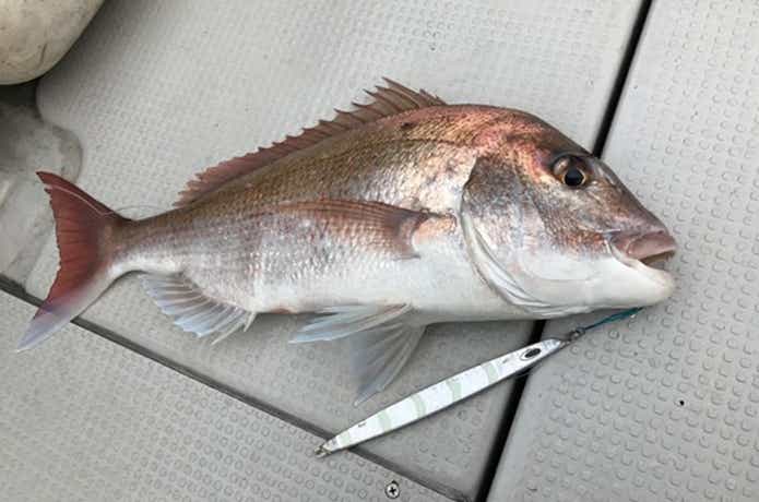 シルバースノーでの青物の釣果