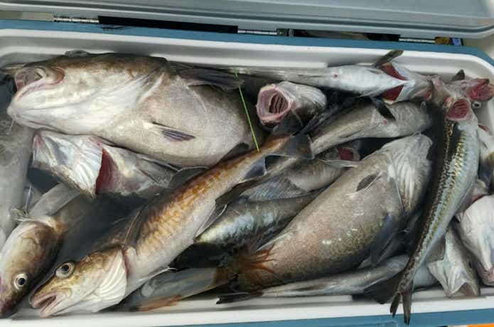 海友丸での釣果