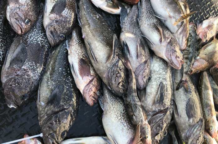 海友丸でのスロージギングの釣果