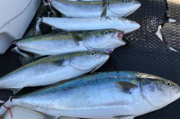 海友丸での青物の釣果