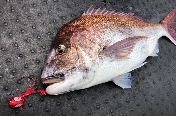長栄丸のタイラバでの釣果
