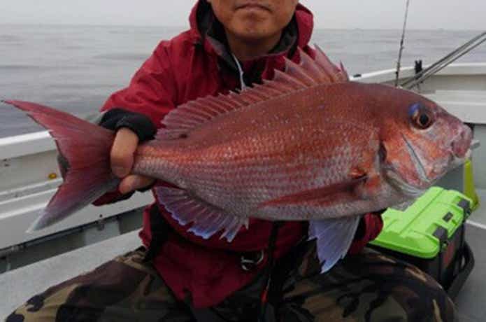 とみ丸でのマダイの釣果