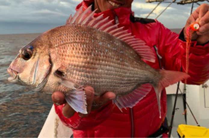 とみ丸でのタイの釣果