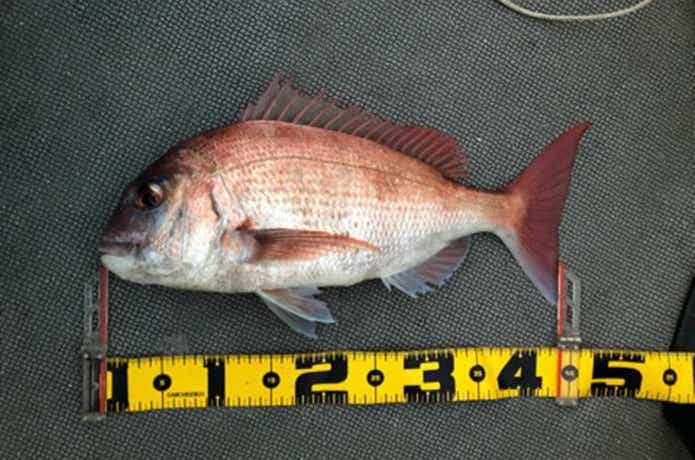 とみ丸でのタイの釣果