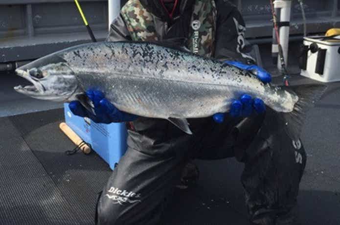 余市シーランチのサクラマスの釣果