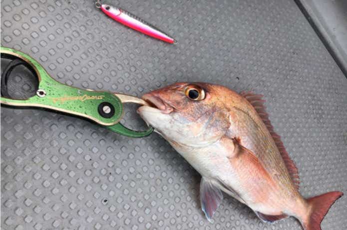 酒田港アラジンでのタイの釣果