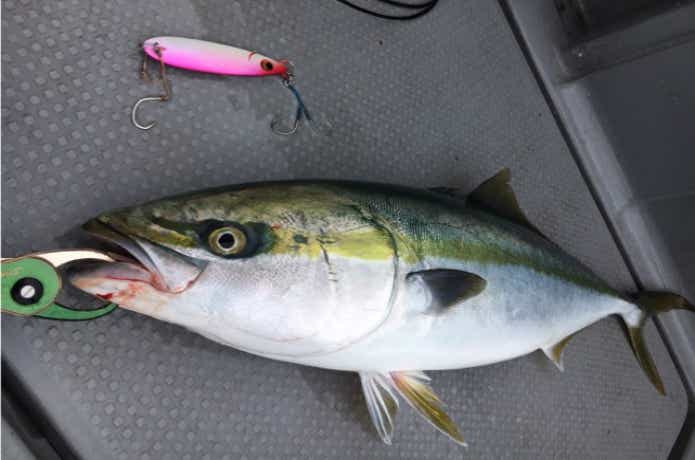 酒田港アラジンでの青物の釣果