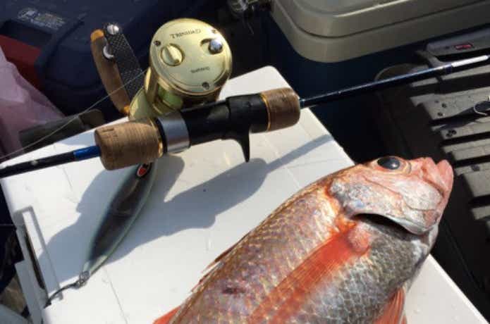 酒田港アラジンでの釣果