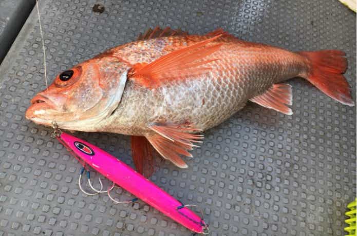 酒田港アラジンでのアカムツの釣果