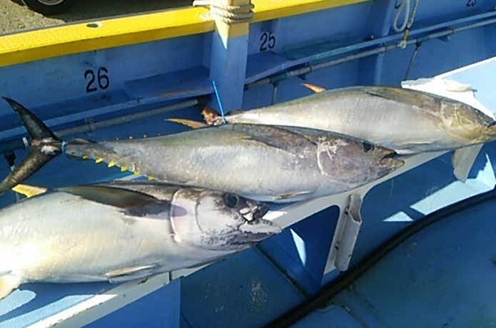 島きち丸でのキメジの釣果