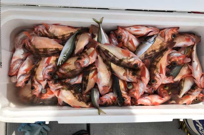 あすかでの釣果