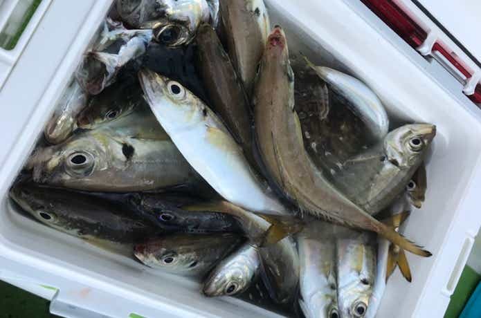 太田屋でのLTアジの釣果