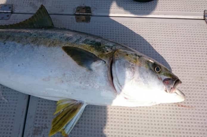 広布号で釣れたヒラマサ