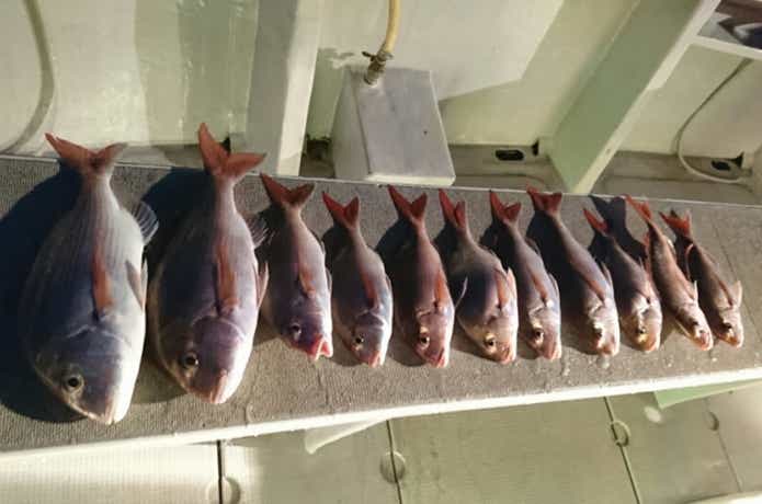 広布号で釣れたマダイ