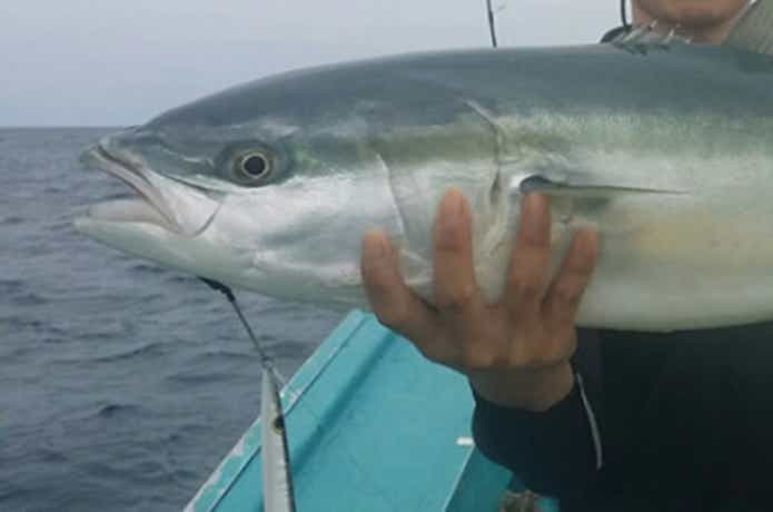 積丹NANAでのブリの釣果