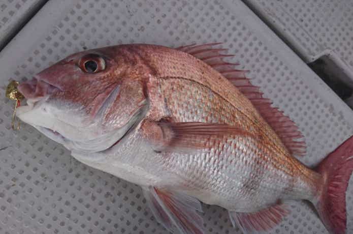 広布号で釣れたマダイ