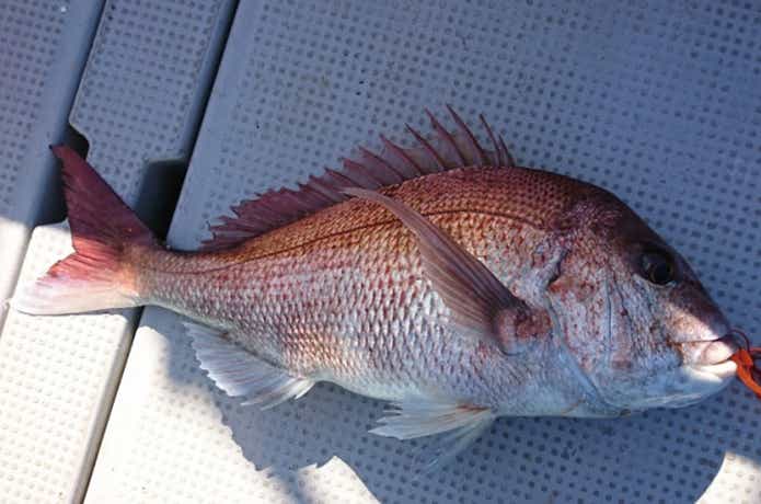 広布号で釣れたマダイ